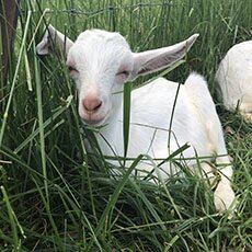 DMC Does Goat Yoga